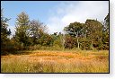 baronie van breda leemputten boswachterij dorst mastbos chaamse bossen Liesbos Vuchtpolder hdr bos Strijbeekse Heide staatsbosbeheer